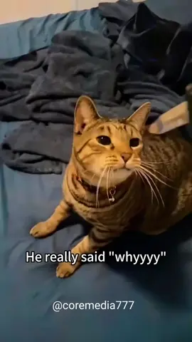 #cat #catsoftiktok #funnycat #funny #fyp 