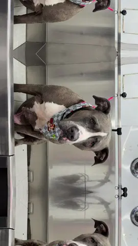 @Animal Foundation got to see all the babies 