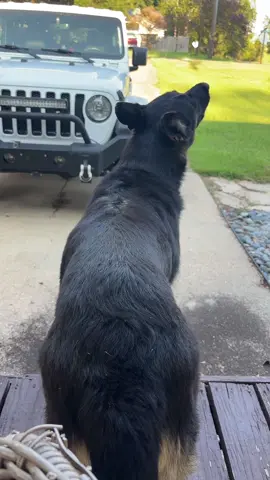 #gsd #gsdoftiktok #gsdpuppy #gsdlife #gsdsoftiktok #gsdlover #gsds #germanshepherd #germanshepherdsoftiktok #germanshepard #germanshepherddog #annabelle #gsdoftiktok #gsdpuppy #gsdlife #gsdlover #gsdlovers #gsdtok #gsddog #dog #dogsoftiktok #siren #howling 
