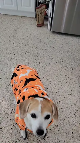 We love these new Halloween goodies from @SPARK PAWS!  so comfy!  Grab our code for 15% off! #sparkpaws #EmilyandBailey 