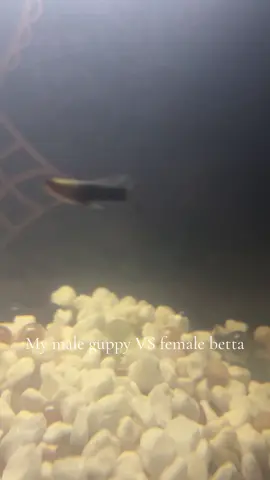 PS I made sure it was okay to put a male guppy with a female betta and was reassured it was fine!!