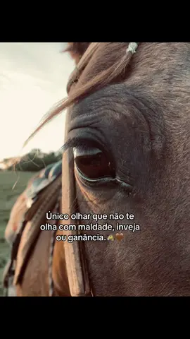 #cavalo #シ゚viral #foryou #fyyyyyyyyyyyyyyyy #uaihomem 