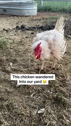 This poor chicken 😢 #animalrescue #chicken #ranch #homestead #utah