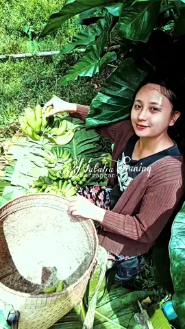 pisang segar langsung dari pohonnya.berkebun itu mengasikkan #berkebun #gadisdesa #torajanese #bainetoraya #