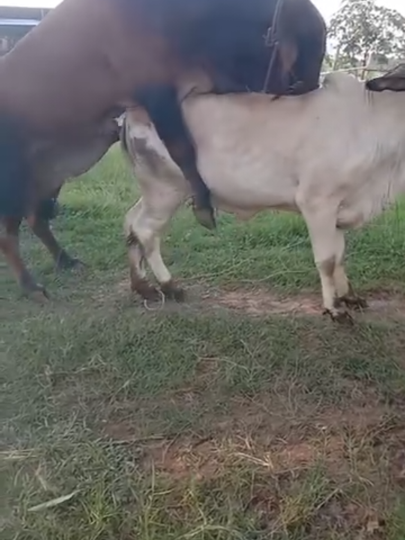 bull cow meeting 804 | #cowmeeting #foryou #pferdmeating #unfreezemyacount #bull bauernhofmeat 