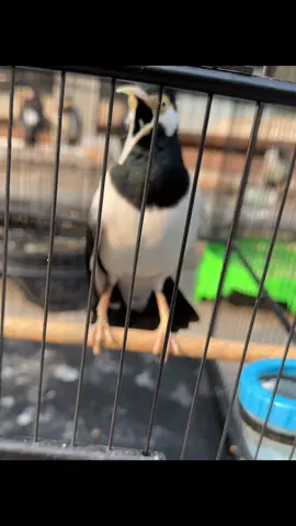 Burung jalak kesayangan #jalak #jalaksuren #kicaumania #kicaumaniaindonesia #burung 