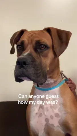 Someone left this dude in a freakin park…in 100 degree weather in Arizona like in a desert WHAT???? Thank goodness they had a kennel for him at the Maricopa County Animal intake center and will be available for adoption once he passes all his medical and temperament exams! This sweet boy was out there for who knows how long and thank God for the family that was there with him trying to contact animal services 🙏🏼 