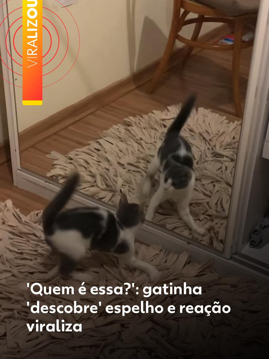 #Viralizou 🪞🐾 - Uma cena de pura fofura e humor está conquistando a internet. Uma gatinha se viu no espelho pela primeira vez e teve uma reação hilária. De um lado pro outro, pulando sem parar, ela mostrou que os pets podem ser muito mais engraçados e fofos do que a gente imagina. 😍 Crédito: vitoria.pasquali | @myhoodbr Veja mais vídeos do #g1 em 'leia o artigo'. #gatinha #viral #g1viralizou