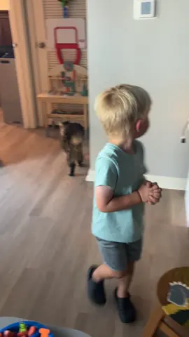 When he lets the neighbors cat in, BUT HES BEAUTIFUL 🤣🤦🏻‍♀️ #catsoftiktok #toddlersoftiktok #viralvideo #viraltiktok #catslovers 