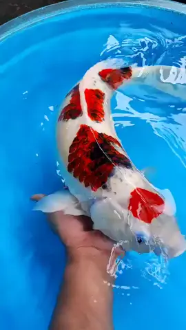 Ready Ai Koromo Size 70 cm  Rp.1.700.000 Info lebih lanjut silahkan chat whatsapp Pelayanan : 📍Menyediakan Ikan Koi Berkualitas 📍Bersih dari Penyakit dan Kutu 📍Garansi 100% Sampai Tujuan 📍Siap Kirim ke Seluruh Indonesia #ikankoi #ikankoiindonesia #ikankoiimport #ikankoiblitar #koi 