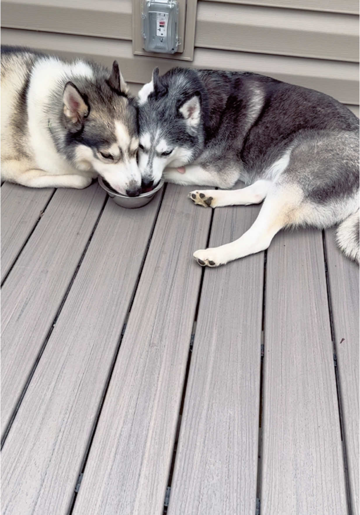 Due to Luna’s surgery she wasn’t able to see her BF for a little over a year but today he came to visit her & she was so happy #huskylove #husky #huskiesoftiktok #huskytok #siberianhusky #gsdmix #dogsoftiktok #dogtok #puppylove 