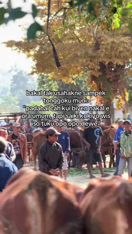 #karangpandan #pasarsapi #blantiksapi #juragansapi 