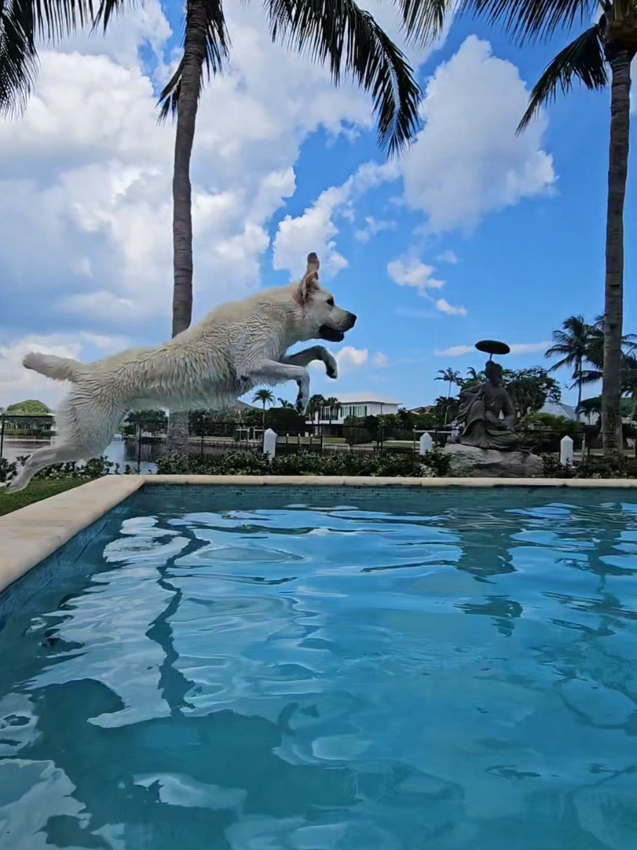 POV: You say ‘fetch’ and Lily turns into a SUPERDOG!🚀 