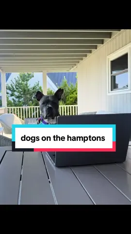 #montauk #hamptons #dogsoftiktok #staffy #ny 