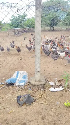 Chicken 🐔🐔: 12 weeks #farmlife #chicken #kuroiler #tanzaniatiktok #creatorsearchinsights  @Bliss Agro Input @Blissgroup 