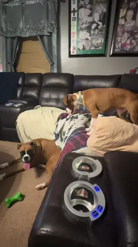 #itsacrazyboxerlife Chloe&Hollie 