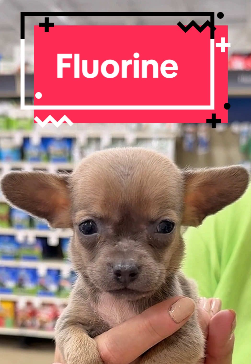 And for the cutest thing you’ll see all day… #chihuahua #rescuedog #puppy #cute 