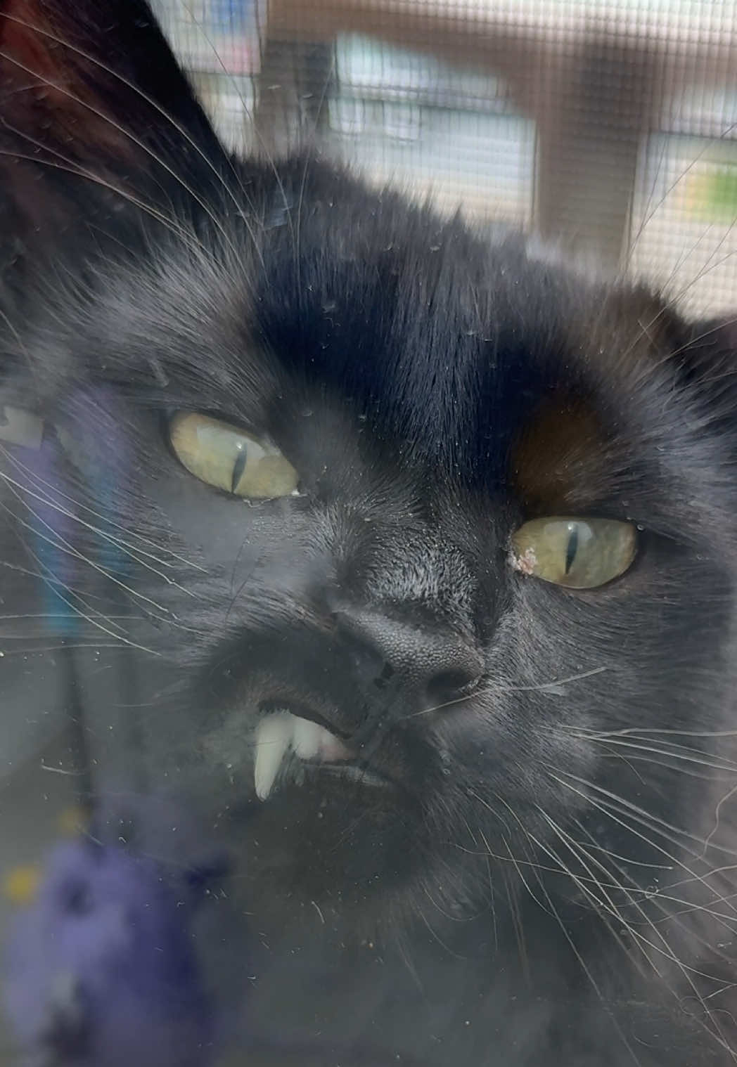 Tell me you have a black cat without saying it #blackcat #cat #pets #catsoftiktok 