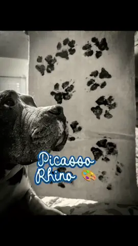 Picasso Rhino 🖼️ #pitbull #dogsoftiktok #rhino #bluebully 