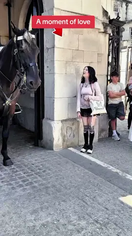 A moment of love  #kingguardhorse #kingguard #royalguard 