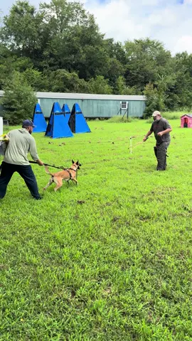 Training Day 🐶🐾 #malinois #belgianmalinois #dogs #dog #DogTraining 