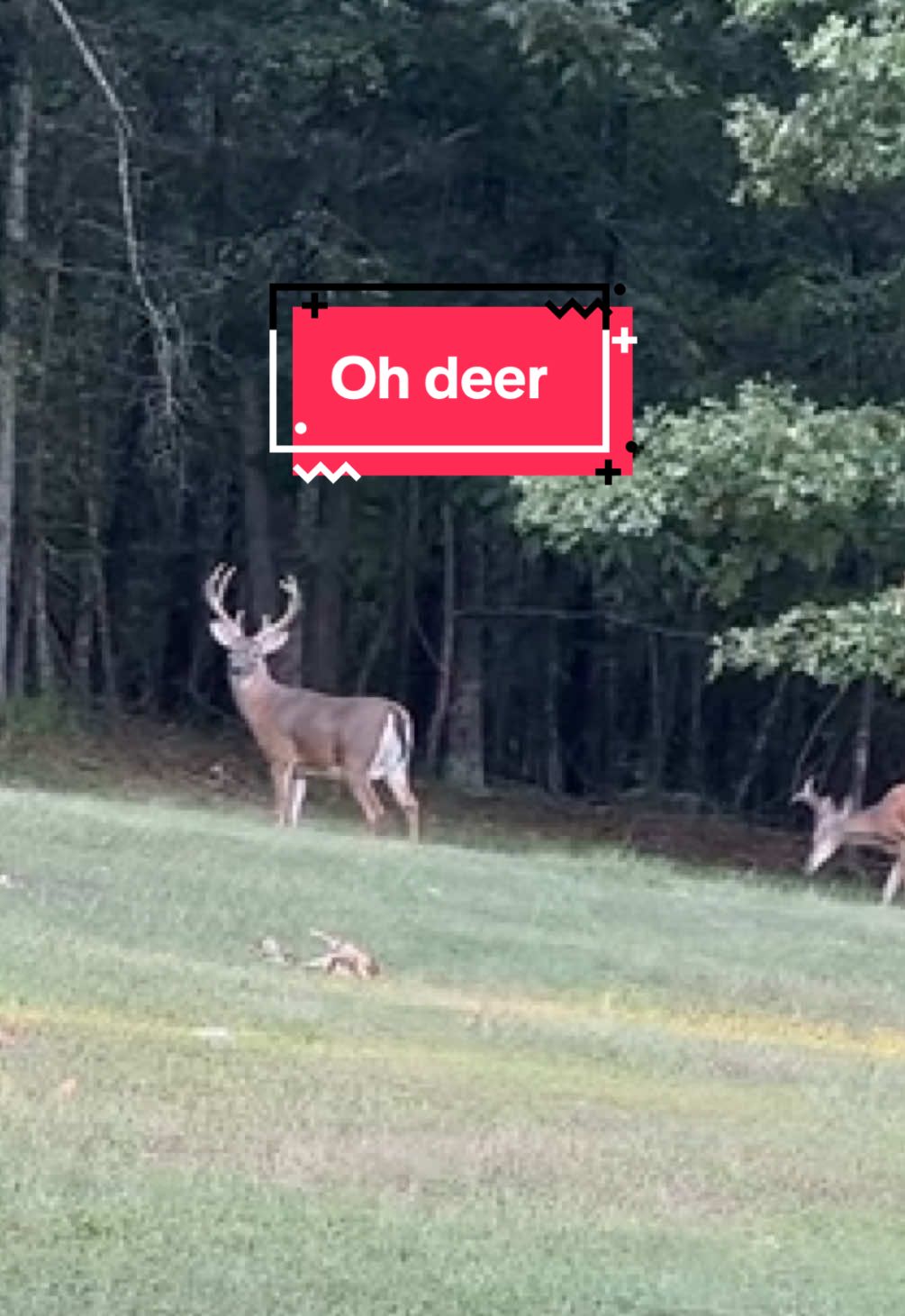 Oh deer. I suppose they’re not interested in armored warfare. 