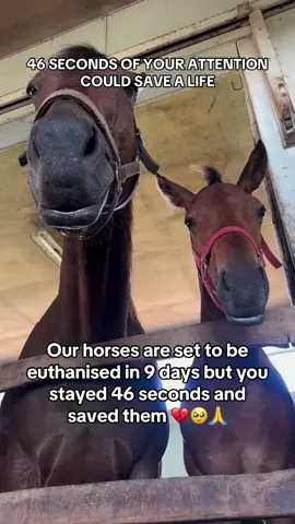 Every kind comment would mean a world to me #horses #shelter #sanctuary #animalsoftiktok #horsefarm    