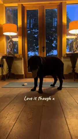 POV: trying to find inner peace while your dog has other plans 🧘‍♀️😂 Anyone else’s dog the same? #dogsofyoga #yogawithdogs #funnyyoga #yogapractice #yogatok