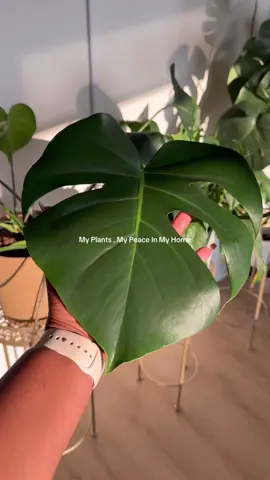 I’ve nurtured 22 house plants probably even more because they keep giving me beautiful flowers and leaves and roots so I’m able to propagate them and create more. They really make my home, look beautiful, bright, and open refreshing. #plantsoftiktok #plantmom 