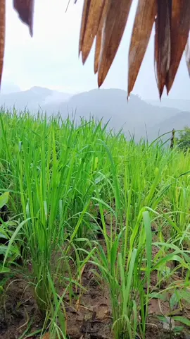 Nắng tốt dưa, mưa tốt lúa nương #banamtoiyeu #miennuitv #xuhuongtiktok2025 