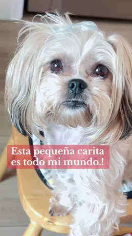 #perritos #shihtzu #parati #carita 
