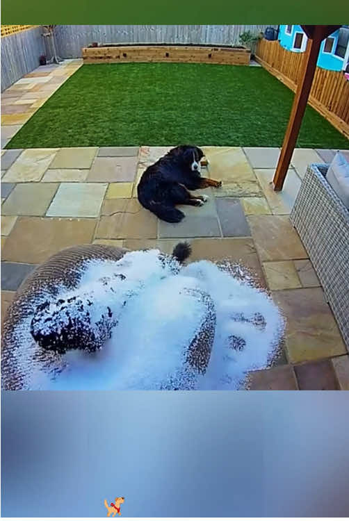 Dogs caught on security camera doing bad things😂🐕#cute #funny #TikTok #usa🇺🇸 #dogsoftiktok #dogs 