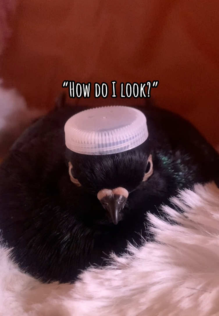 He’s just happy to be here 🌞 #pigeon #pigeons #PetsOfTikTok #birdsoftiktok #birds
