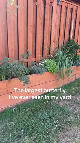 This is the largest butterfly I’ve ever seen in my yard. I haven’t seen my cat all day. Maybe that’s why this butterfly feel safe enough to come around.#butterfly#flower #garden #nature #fyp