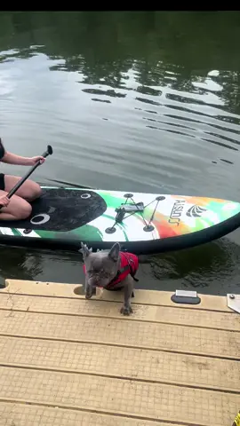 Poor baby Tyson 🐶 *he is okay*  First time swimming and let’s just say it went well 😂  #dogsoftiktok #fyp #frenchie #dogtok #frenchbulldog 
