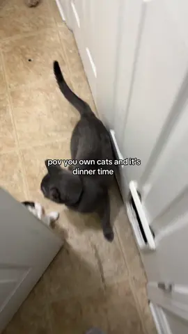 right when it hits 8pm 😭😭 #catsoftiktok #catmom #calico #greycat #orangefemalecat #kittensoftiktok 