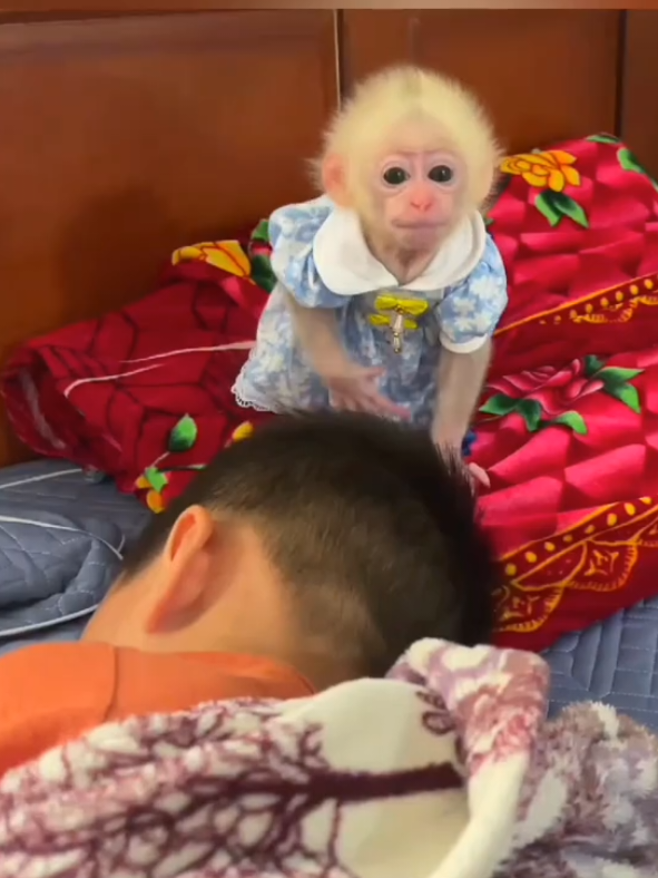 Baby Monkey ask brother for wake-up 🩵 #babymonkey #bibimonkey 