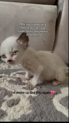 gofundme with details link In bio🤍 #cat #gofundme #catlover #donation #helpinghand 