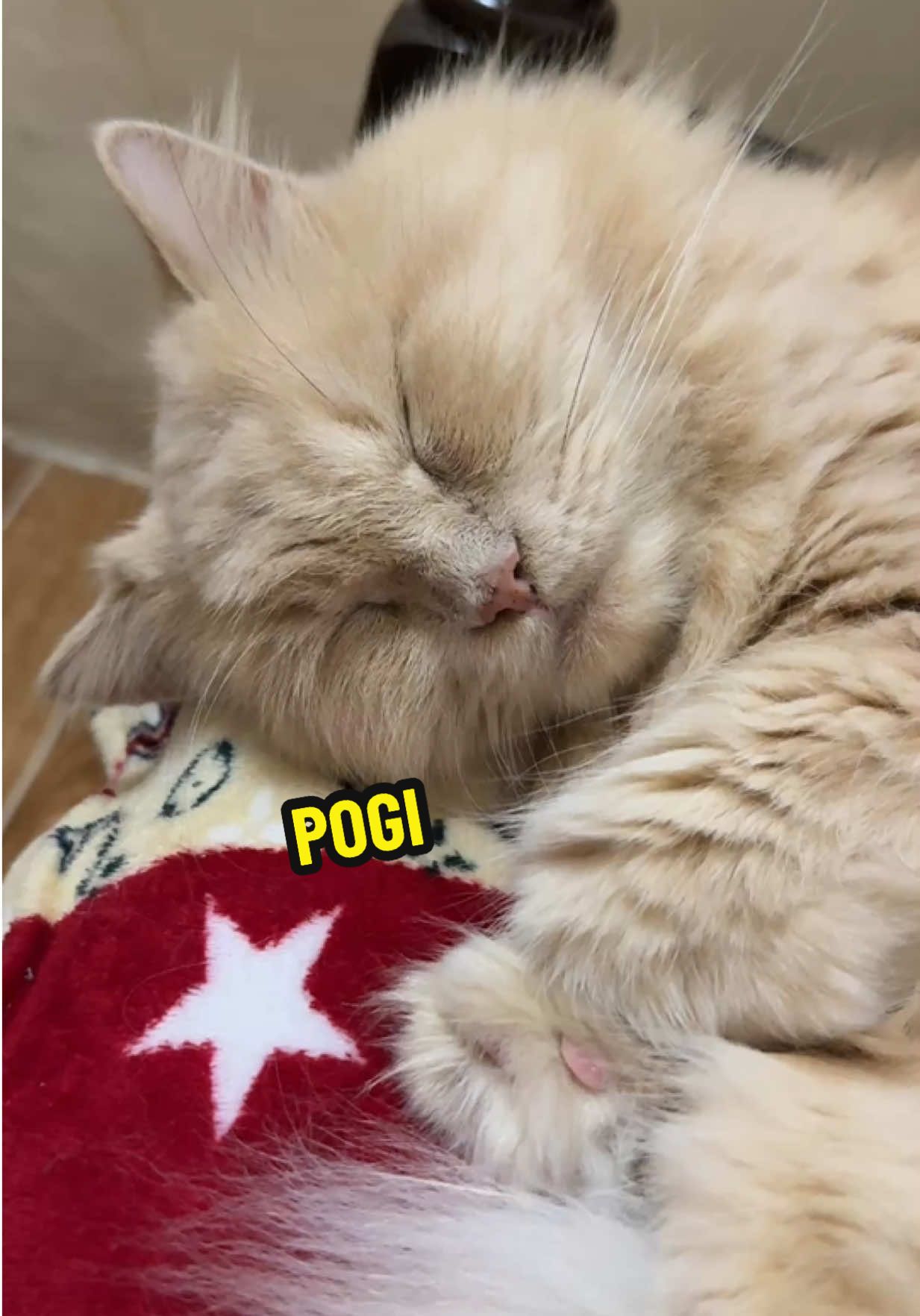 ampopogiiii ng mga lalake ko 😻😻😻  Calix 💛 & Whiskey 🧡 #persiancat #gingercat #neutered #healthycats #catsoftiktok 