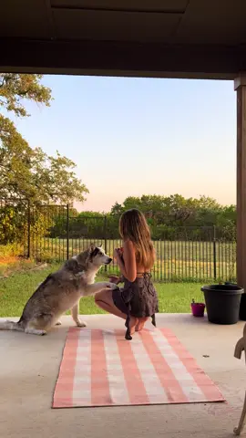 #fyp #fypシ #huskylife #husky 