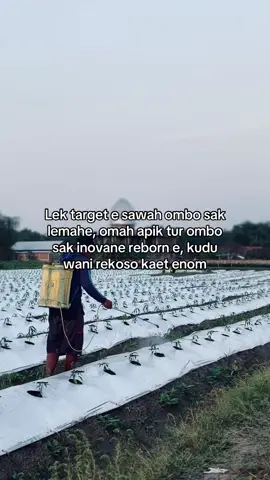 Rekoso kaet enom ora ono rugine🙏🏻#promoseruweekend #petanimuda #petanimilenial #petanicabe #cabemerah #fyp #foryou #xyzbca #4u #beranda #bosmuda #petaniindonesia🇮🇩🇮🇩🇮🇩🌿🌿 