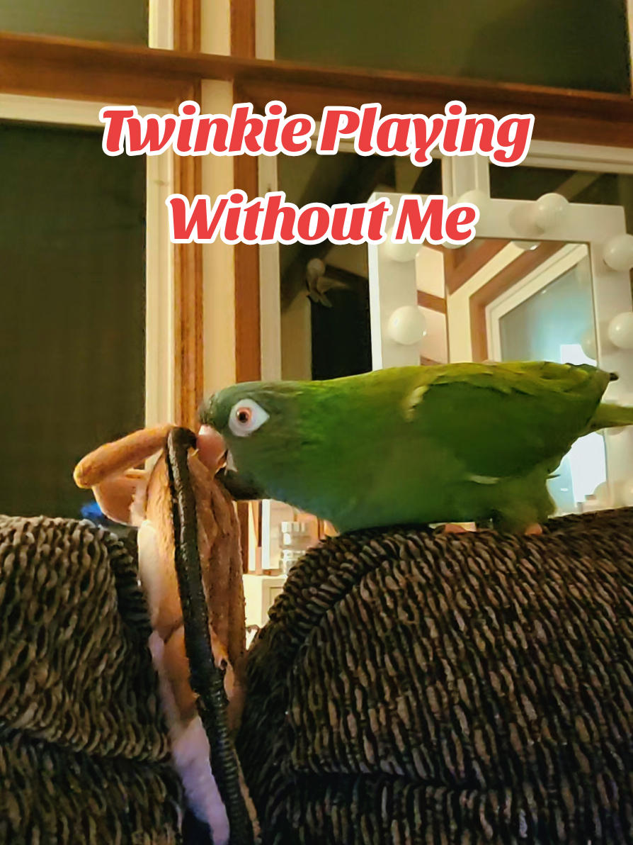 Twinkie Playing Without Me #bird #parrotsoftiktok #birdsoftiktok #cutebirds #talkingbirds 