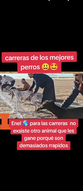#carreras #delosmejores#perros#mascotascorriendo #entretenimiento 