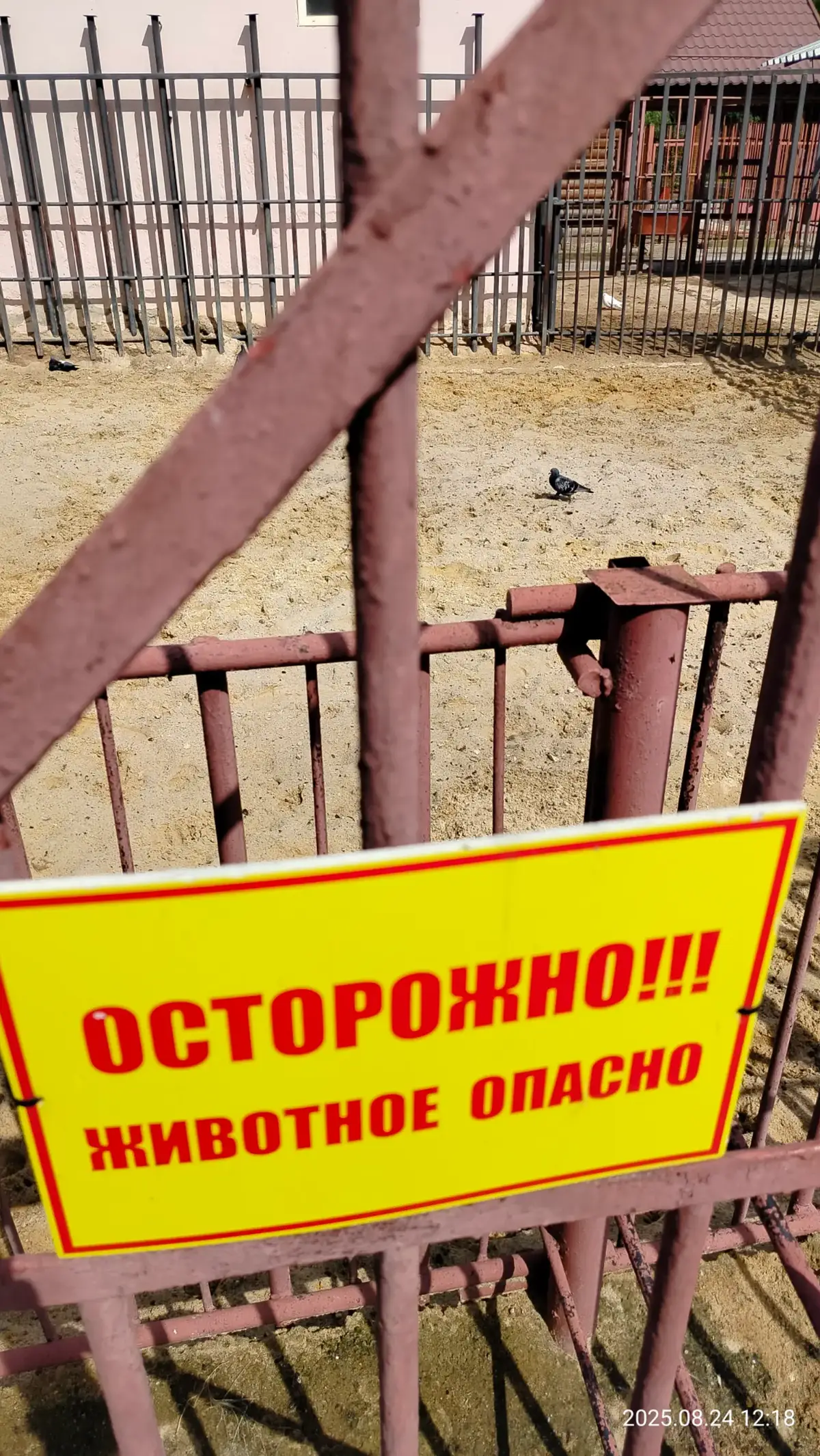 #внимание #опасно #шок #голубь #мем 