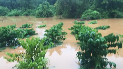 Chỉ mới 1 đêm thôi mà sáng dậy ra vườn đã thấy cảnh này .nông nghiệp không nói trước đc điều gì cả #Nongnghiep #Trongcaphe #caphevietnam #baoso5 