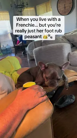 Frenchies don’t have owners… they have servants. 👑🐾 #f#frenchbulldogt#talkingdogd#dogsoftiktokf#funnydogvideosdogtok