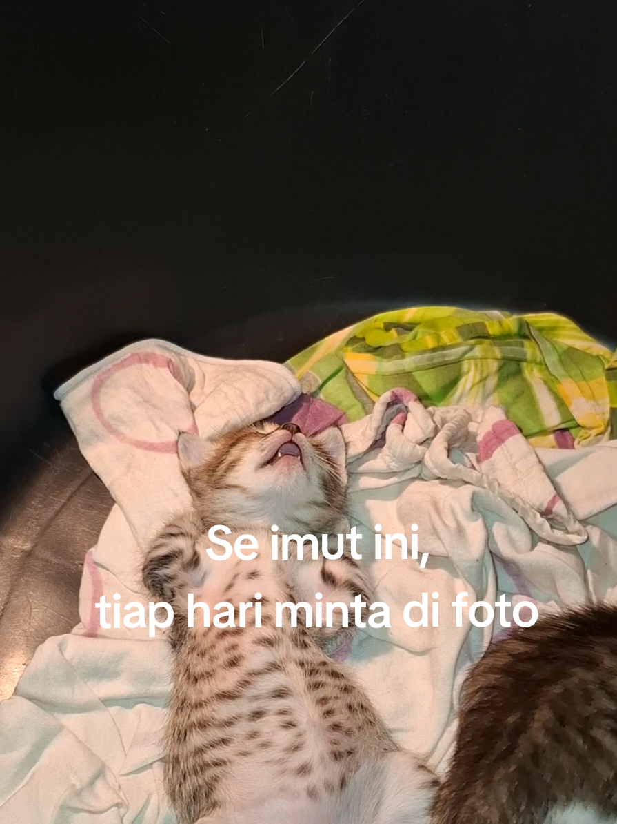 Kalo liat kucing, Mood naik 100%. ga peduli mo kucing jenis apapun..🥹🥰🥰 #lucu #kitten #kucing #fyp #ikasihab 