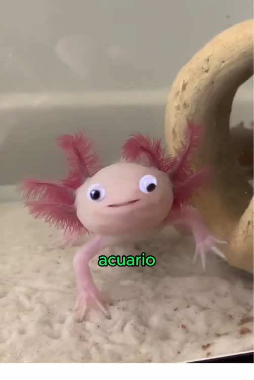 Los ajolotes son mascotas adorables#axolotls #pet #cute #fyp #foryou #LearnOnTikTok 
