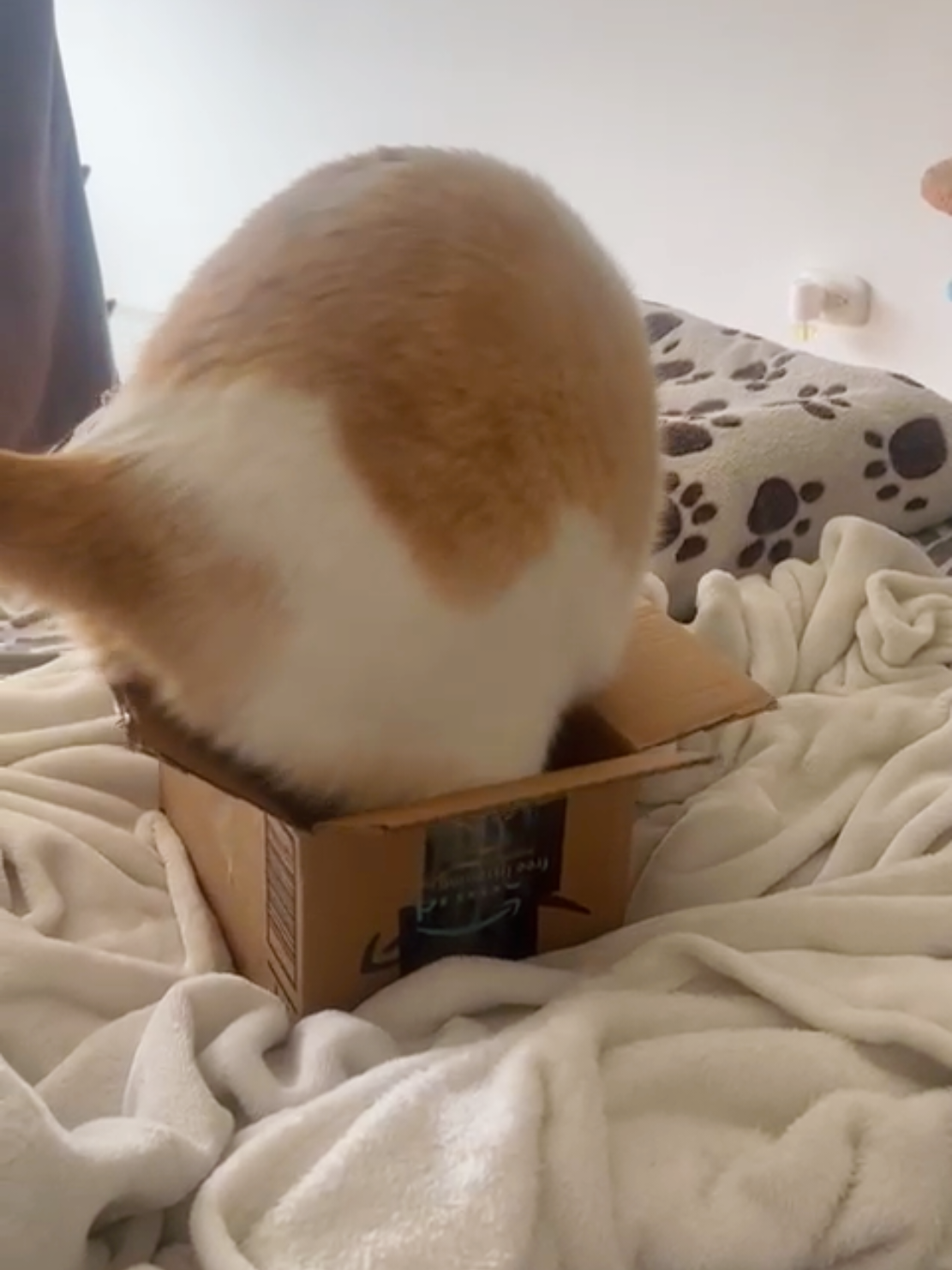 Él solo quería estrenar la cajita nueva 😸😹. #gatostiktok #catlovers #cats #gatosgraciosos #gatos 