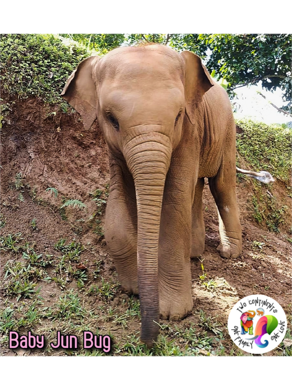 Well, heeeelloooo GG Family!  Long time no see! 👀🐘 Have you forgotten me? How could you right! 💖 Here's another question. Who remembered to VOTE for GG and ME?!  🔗🖱🐘 🗳 Go to bio - Clink on Linktr.ee - Next click on Vote for GG  https://mygivingcircle.org/gentle-giants-elephant-stay-home-project I know you have all been super busy, saving another beautiful gentle one 💕 🐘 But would you please spare a minute to vote? Sadly, we have slipped all the way down to 9th position 😕 Now that GG will have another gentle one to help support, a grant would be sooooooooo helpful 🐘💝 I promise to visit you all more this coming week!!!!  Trunks of Love ~ 🩷🐘 Baby Jun Bug  #gentlegiants #elephant #mygivingcircle #babygirl  #sundayreminder 